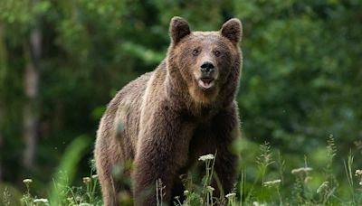 California Man Stunned After Bear Walks into Kitchen While He’s Doing Dishes: ‘Hello, Are You Nice?’