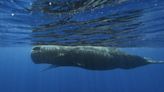 Scientists are learning the basic building blocks of sperm whale language after years of effort