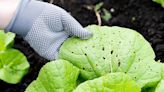 My gardening must-haves will stop pests and animals from snacking on your crops