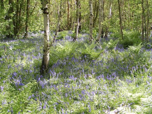 Peter Rhodes on bluebells, puzzles and burying the countryside in rubbish