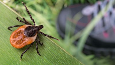 New dashboard tracks prevalence of ticks and Lyme disease in Pennsylvania