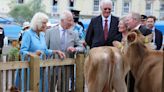 Charles und Camilla auf Jersey: Sieben junge Kühe für den König