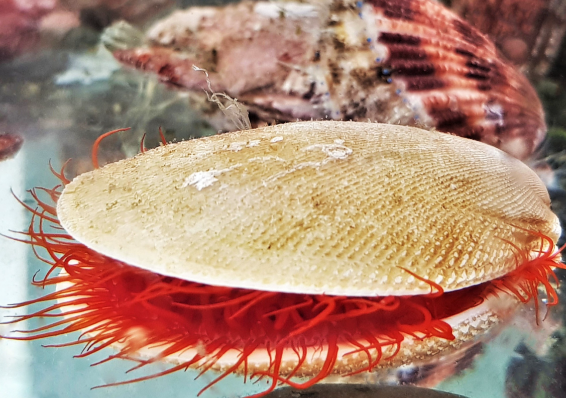 Diver Records a Swimming Scallop and It’s the Coolest Thing Anyone Will See Today