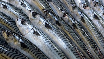 A personal-use mackerel fishery is coming, but P.E.I. fishers don't know when