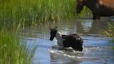 Chincoteague Pony Swim and Auction returns for its 97th year. Here's what you need to know