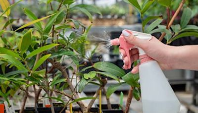 Researchers develop innovative solution to cure trees battling invasive fungal disease: 'It feels really rewarding'