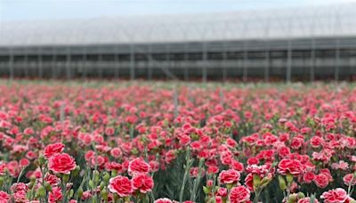 花海美翻 5月必去彰化賞花祕境