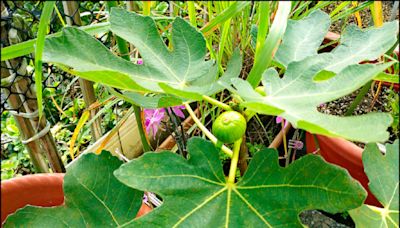 【家庭plus．香草隨食札記】無花果 最早馴化植物