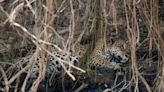 Monkeys and snakes unable to escape as raging wildfires scorch wetlands in Brazil