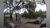 WATCH: Giant alligator spotted marching along same Pinellas pathway kids take to school