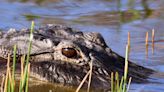 Hunting alligators is actually good for the environment and people