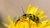 How to get rid of cucumber beetles – expert tips to make sure these bugs don't kill your crops