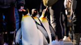 Penguin parades to end as birds age, but all 85 will remain at the Cincinnati Zoo