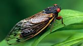 When will the cicadas leave Iowa and Illinois?