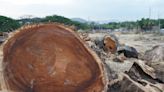 Retiran árboles por el distribuidor de tráfico de autopista Narcisa de Jesús: vecinos de Mucho Lote dicen que en el sitio se construirá una subestación