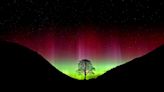 Hopes for future of iconic Sycamore Gap Tree renewed