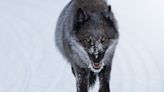 Grey Wolf Attack in Routt County