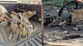 Capturan enorme cocodrilo que merodeaba domicilio de Tanlajás, SLP