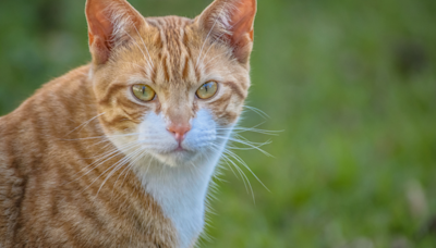 Story of Cat Grieving Over Loss of Betta Fish Bestie Finally Gets a Happy Ending