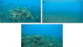 人造珊瑚礁或能彌補「氣候變遷」造成的損害
