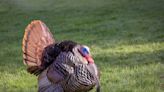 Wild turkey numbers are falling in some parts of the US—the main reason may be habitat loss