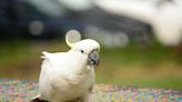 Funny Cockatoo Dances Better Than Most Human Beings