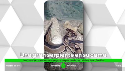 El temor de muchos: una mujer en Sevilla encuentra una serpiente en su cama a la hora de dormir