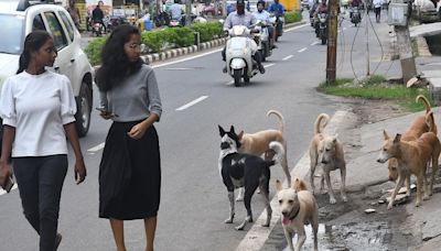 Telangana | Apex committee to be set up on stray dog menace