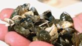 More zebra mussels found in Manitoba, this time in popular reservoir