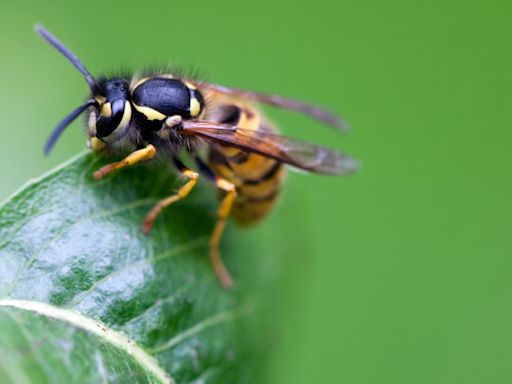 I’m a pest control pro - my 1p tip will keep wasps out of your garden for summer