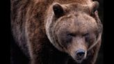 Why the killing of a 'dangerous' bear in Italy has spurred protests