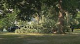 DC officials hold meeting over fallen Garfield Park tree that killed woman