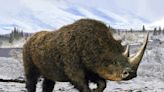 Scientists Extracted Woolly Rhino DNA From Hyena Poop. That's Remarkable.