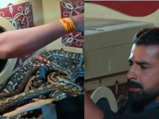 New Khatron Ke Khiladi Promo Shows Aashish Mehrotra Screaming In Terrifying Snake Stunt - News18