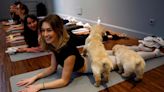 Adiós a los cachorros en el yoga: Italia prohíbe la práctica del “Puppy Yoga” por razones éticas