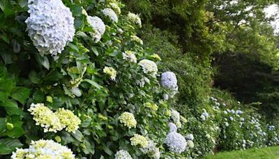繡球花季降臨武陵農場！藍色花牆打頭陣 花期持續至7月中旬