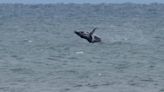 How often are beached whales found on Myrtle Beach, SC shores?