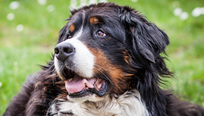 Bernese Mountain Dog Is the Absolute Best Helper to Newborn Sister