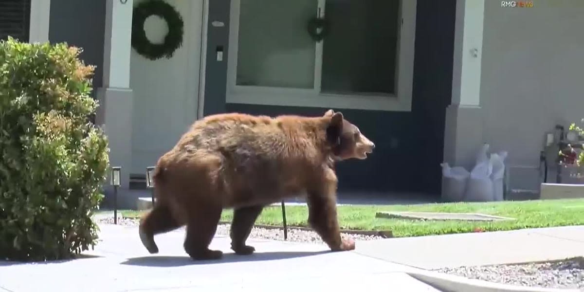 ‘Very polite’ bear wanders into 5 homes, takes food from freezer