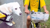 Cyclist knocks into blind man with guide dog in viral Singapore video