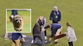 Raccoon steals the show during MLS soccer game in wild moment