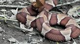 Warmer weather means more reports of snakes in the community