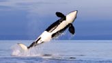 Sigue la inexplicable 'venganza' de las orcas: hunden otro velero turístico y un barco petrolero tiene que rescatar a los náufragos