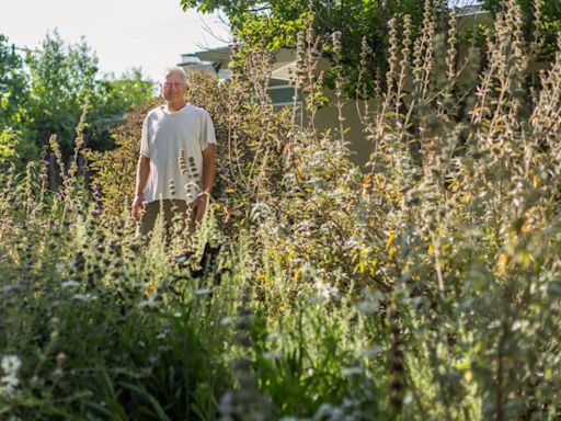 In a hot L.A. neighborhood full of brown lawns, his DIY native plant garden thrives