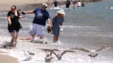 Emiten aviso de contaminación por bacterias para 14 playas del condado de Los Ángeles