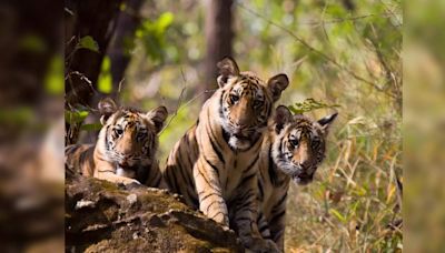 Exploring India’s tiger reserves: A state-wise guide