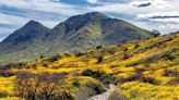 Will there be a 'superbloom' this year in California? Here's what to know