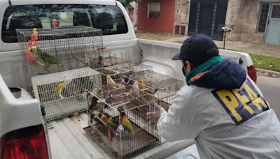 Desbarataron una banda que traficaba aves exóticas de todo el mundo: recuperaron 800 ejemplares valuados en 750.000 dólares