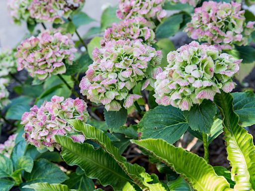 When to take hydrangea cuttings – the perfect time to multiply your plants without spending a thing