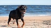 Rottweiler Mom in Australia Warns Everybody to Beware of ‘Sharks'